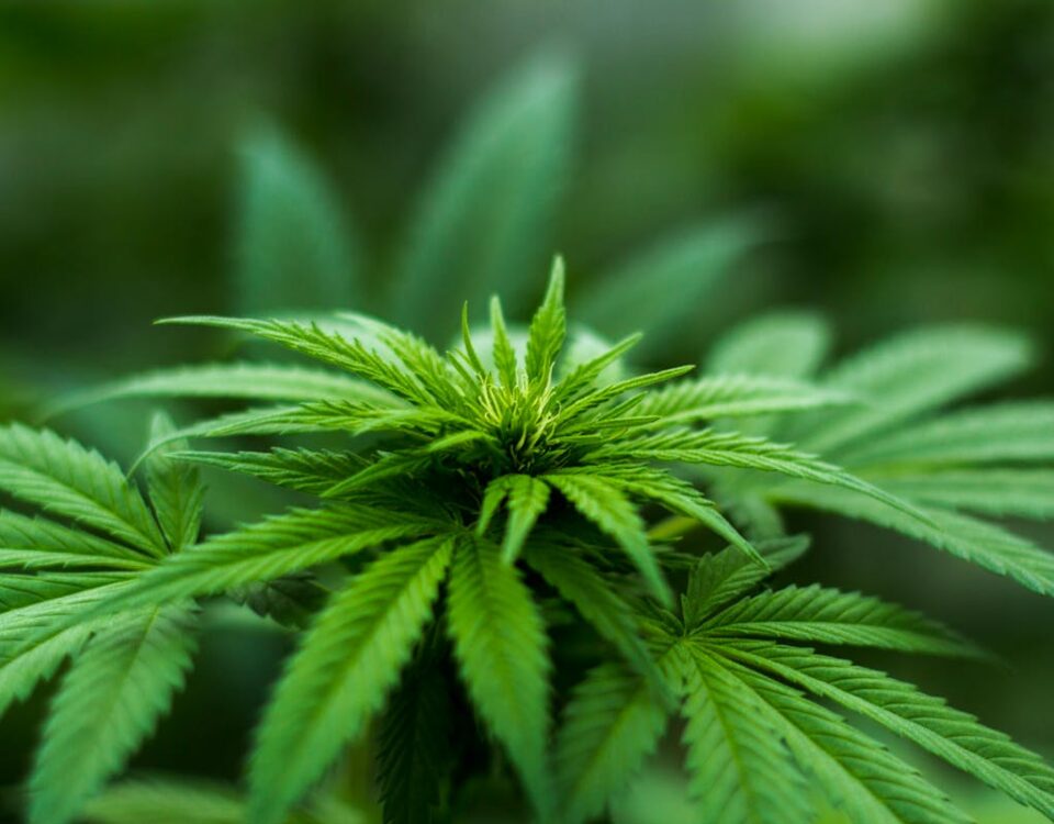 Utilização de Big Data na Indústria da Cannabis planta de cannabis