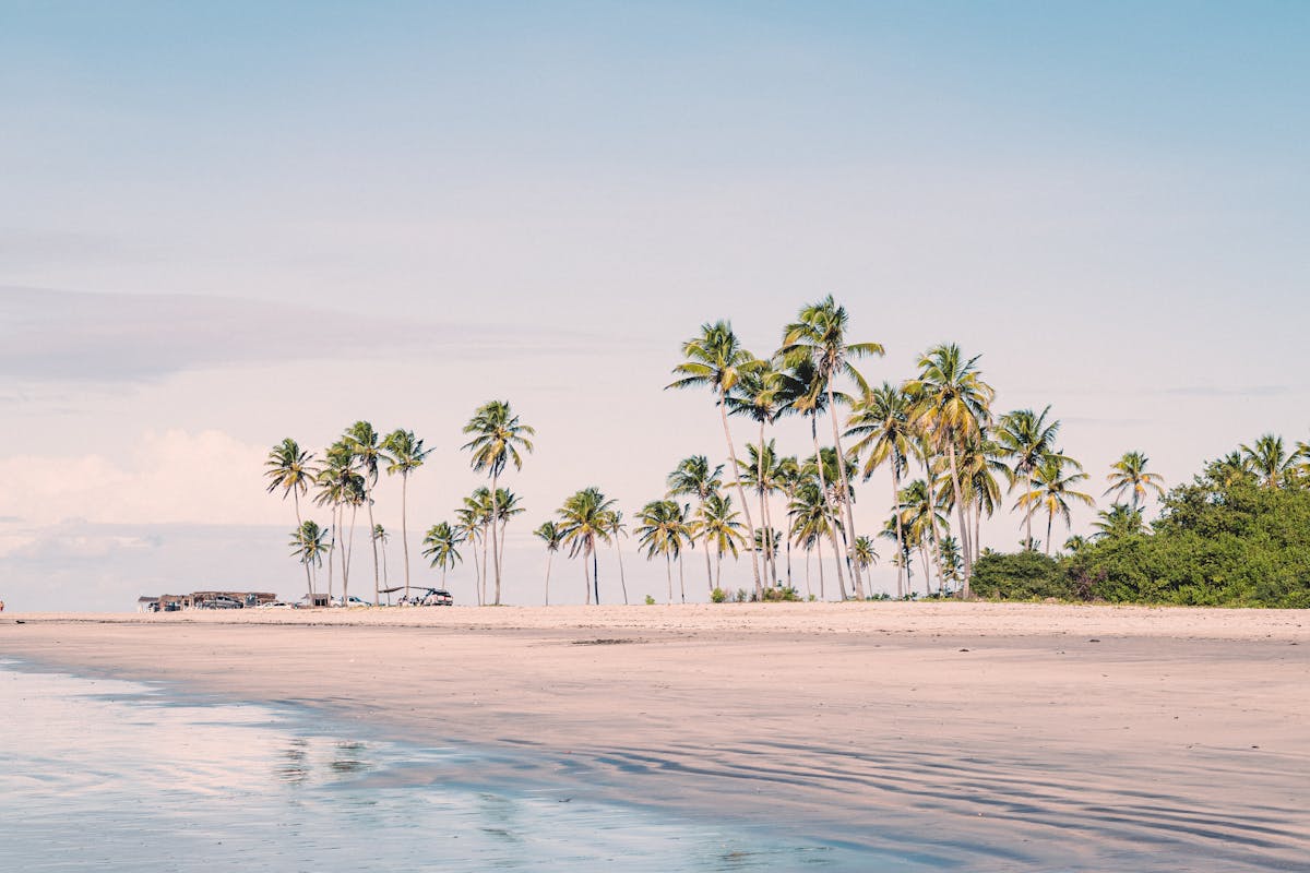 Como a IA está ajudando o turismo em cidades turísticas brasileiras Palm Trees on Seashore