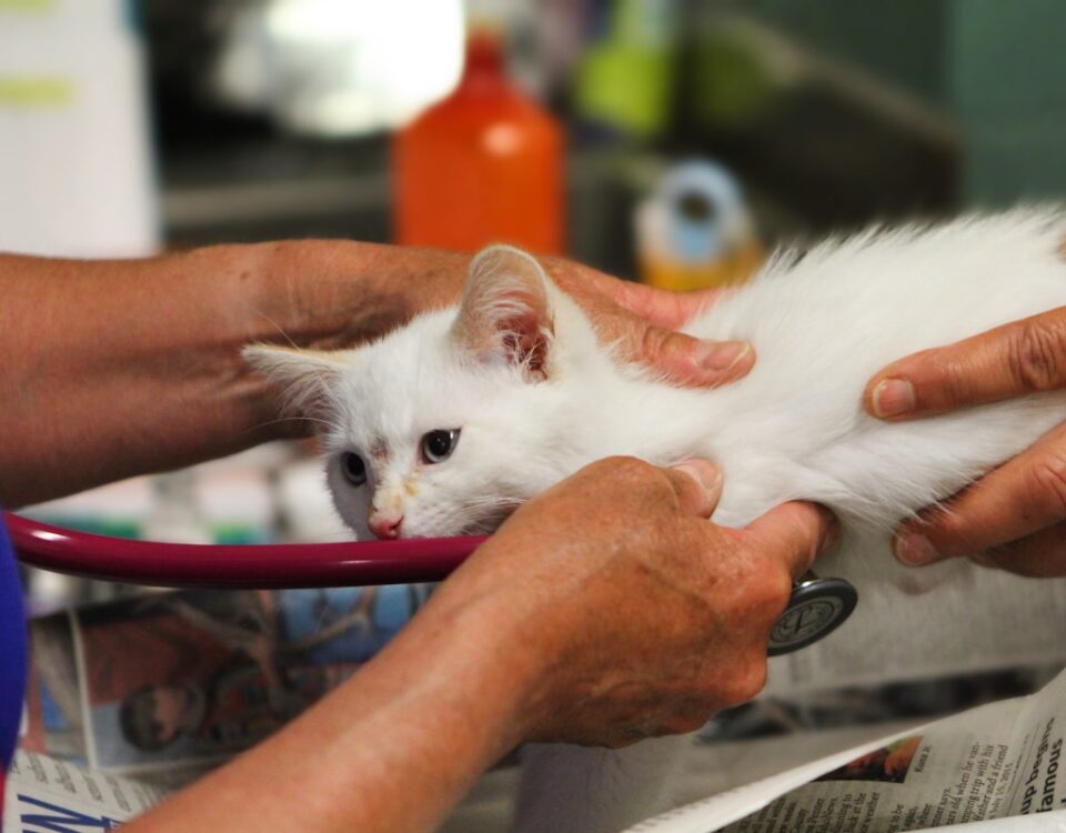 Como a IA está otimizando o desenvolvimento de fármacos veterinários A white kitten being examined by a veterinator