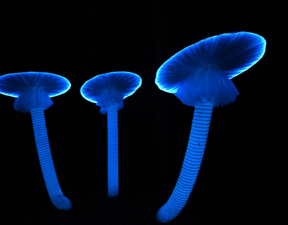 Bancos de dados para catalogar espécies de cogumelos psicoativos