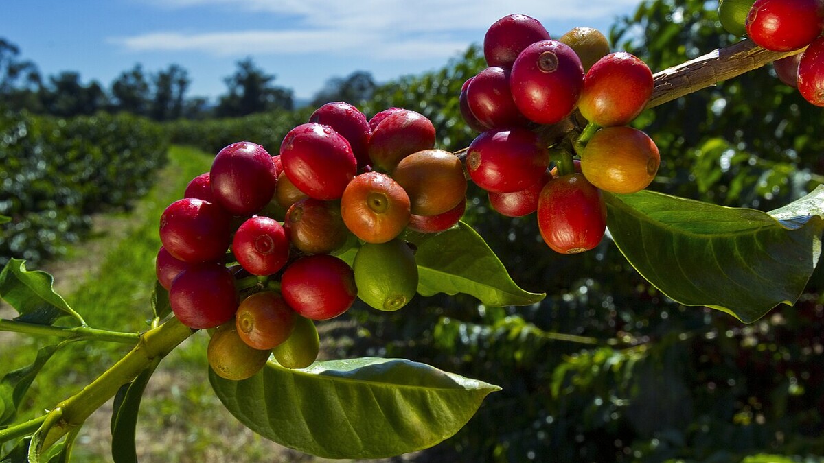 QR Code no café pode revelar a história do grão até a xícara? Ramo de cafeeiro com frutos vermelhos e verdes