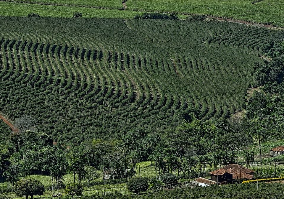 Vista aérea de lavoura de café em fileiras em região de colinas